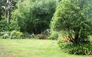 Willow Pittosporum Garden