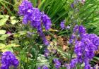 Aconitum Perennial