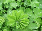 Alchemilla Mollis Foliage