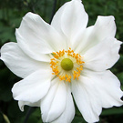 Anenome Japanese Flower