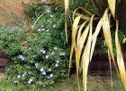 Blue Convolvulus Flax