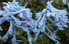 Blue Corydalis Flower