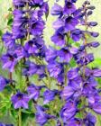 Blue Delphiniums Woodshed