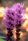 Bright Pink Plant