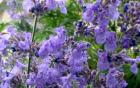 Cat Mint Flower