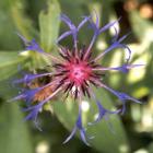 Centaurea Montana