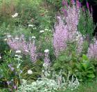 Clary Sage Border