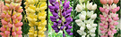 Coloured Lupins