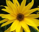 Daisy Flower Helenium