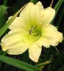 Daylily Lemon