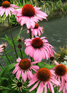 Echinacea Flowers