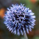 Echinops