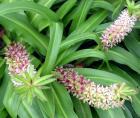 Eucomis Perennial