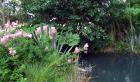 Filipendula Pond Garden