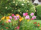 Flowers Phloxes Daylilies