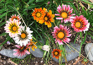 Flowery Gazanias