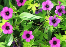 Geraniums Perennial Purple