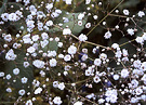 Gypsophila