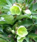 Hellebore Green