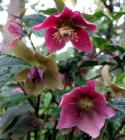 Hellebore Red