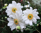 Japanese Anenomes White