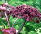 Korean Angelica Seedhead