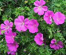 Lilac Geranium Flower