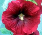 Mid Red Hollyhock