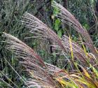 Miscanthus Seed Head