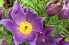 Pasque Flower