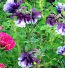 Perennial Aquilegia