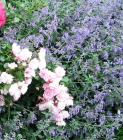 Perennial Catmint