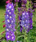 Perennial Delphiniums Blue