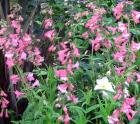 Perennial Penstemon