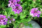 Perennial Verbena