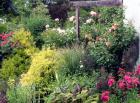 Phlomis Border Summer