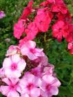 Phlox Pink Flower