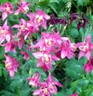 Pink Aquilegias