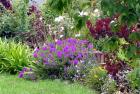 Purple Verbena Garden