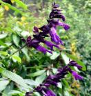 Salvia Purple Flowers