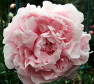 Sarah Bernhardt Peony