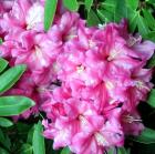 Bright Pink Rhododendron