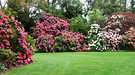 Dalkeith Lawn Rhododendron