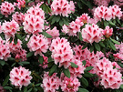 Dalkeith Rhododendron 1