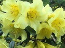 Flowers Saffron Rhododendron