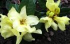 Lemon Rhododendron