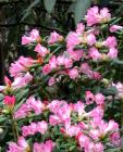 Pink Azalea Shrub