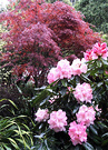 Pink Maple Rhododendron