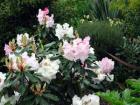 Pink Rhododendron Flower