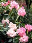 Pink White Rhododendron Shrub